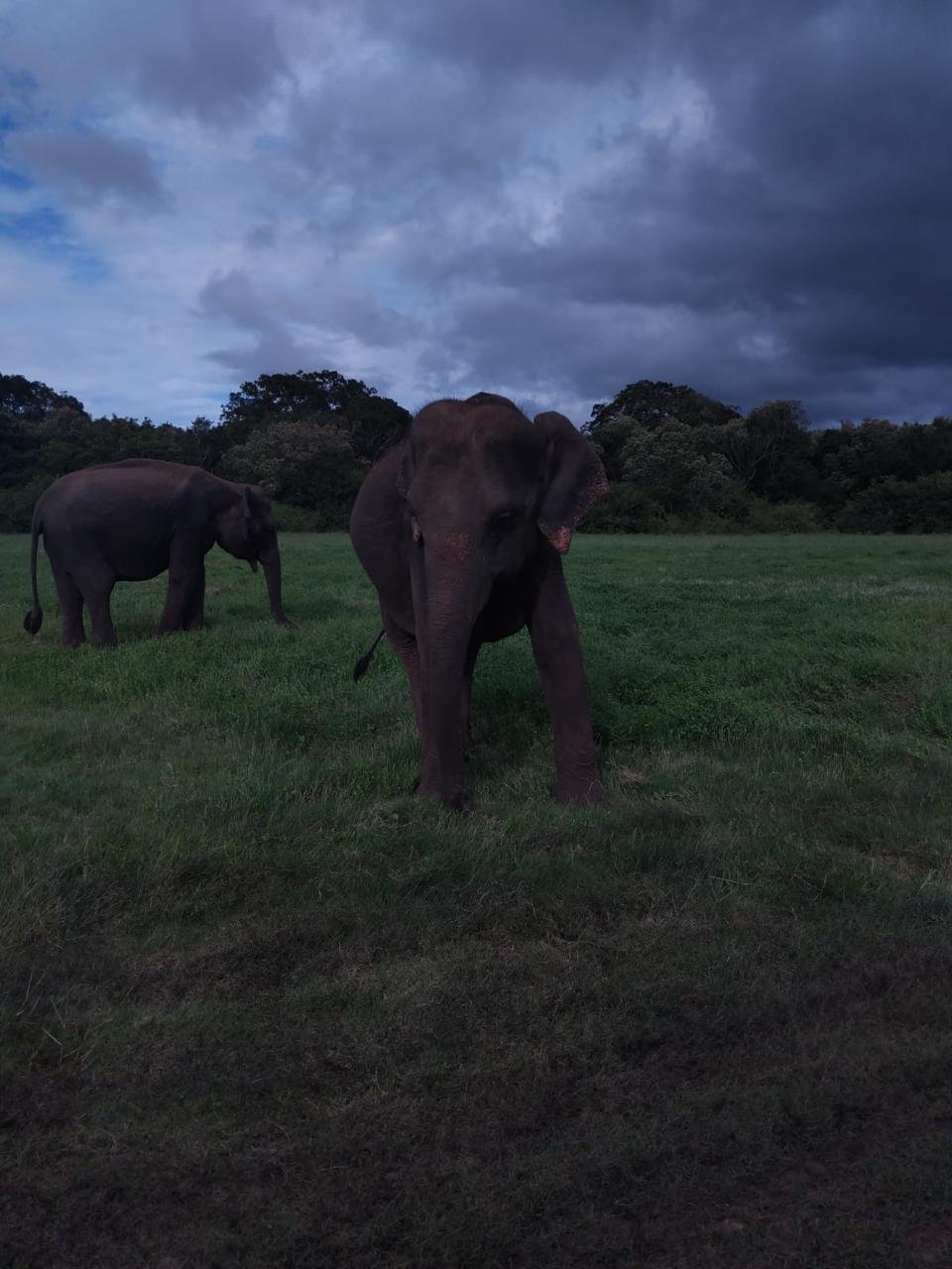 Elephants in Habarana